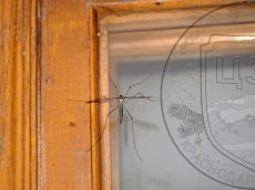 Долгоножка-гигантская_4